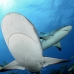 shark_reef_caribbean_ft_lbb_v_2313_bah2973.jpg
